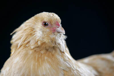 26 Jenis Ayam Hias Unik, Aneh,Lucu dan Menarik