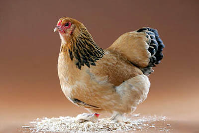 26 Jenis Ayam Hias Unik, Aneh,Lucu dan Menarik
