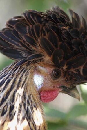 26 Jenis Ayam Hias Unik, Aneh,Lucu dan Menarik