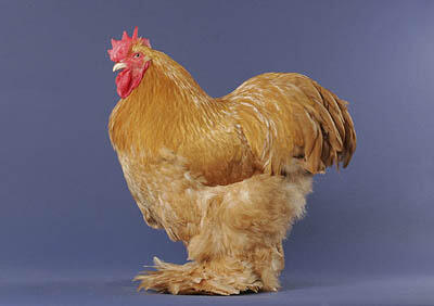 26 Jenis Ayam Hias Unik, Aneh,Lucu dan Menarik