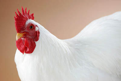 26 Jenis Ayam Hias Unik, Aneh,Lucu dan Menarik