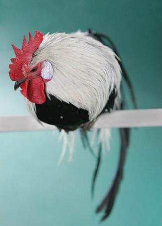 26 Jenis Ayam Hias Unik, Aneh,Lucu dan Menarik