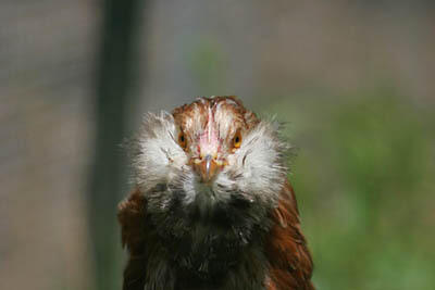 26 Jenis Ayam Hias Unik, Aneh,Lucu dan Menarik
