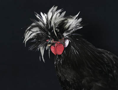 26 Jenis Ayam Hias Unik, Aneh,Lucu dan Menarik