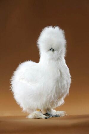 26 Jenis Ayam Hias Unik, Aneh,Lucu dan Menarik