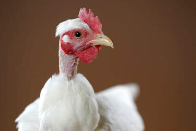 26 Jenis Ayam Hias Unik, Aneh,Lucu dan Menarik