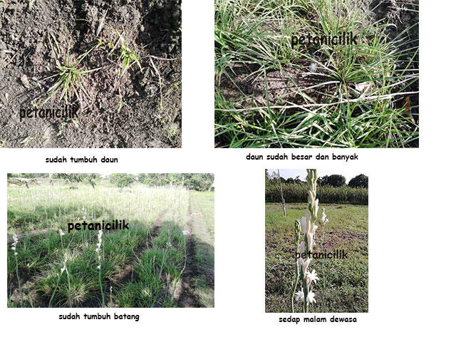 Terjual Jual umbi / bibit bunga sedap malam kilo-an.  KASKUS