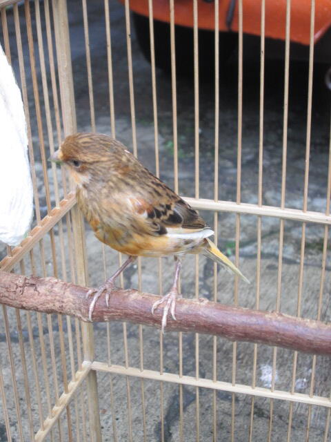 Terjual Jual Burung Kenari Loper Rutgal Bandung Kaskus