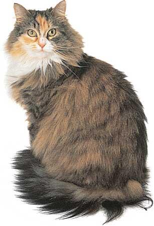 JENIS-JENIS RAS KUCING.....CAT LOVER MASUK...