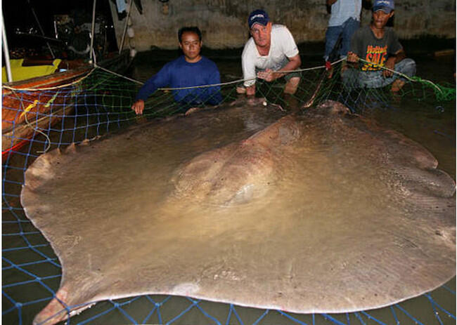 10 Hewan Laut Jaman Purba yang Mengerikan dan Menakutkan