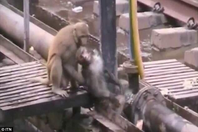 Aksi Heroik Monyet Menolong Temannya yang Tersengat Listrik