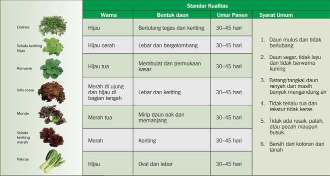 (Malang) Need Investor, Hidroponik, Short/Long Term, Low Budget, Low Rish Med Profit.