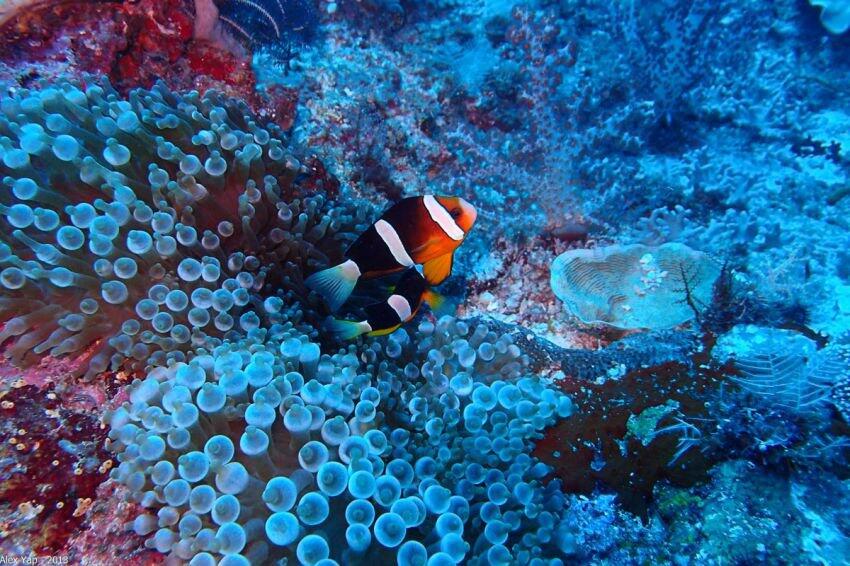 FAKTA - FAKTA MENARIK SEPUTAR RAJA AMPAT