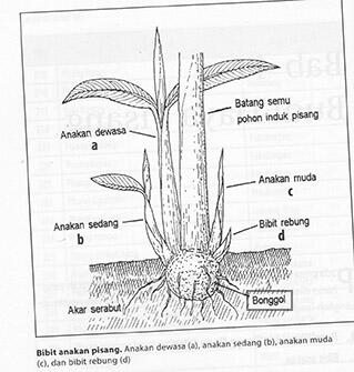 Eksploitasi pohon pisang yang sering kita lakukan