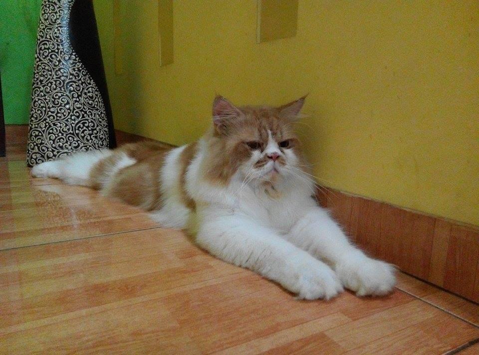 Cara Merawat Kucing