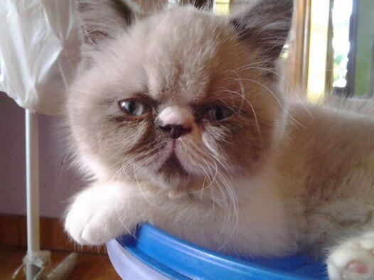 Cara Merawat Kucing