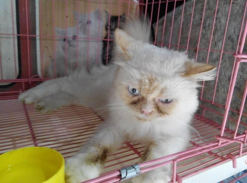 Cara Merawat Kucing