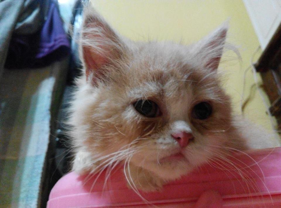 Cara Merawat Kucing