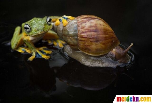 Ini Foto Siput Gendong Katak di Kalimantan Yang Gegerkan Dunia