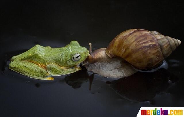 Ini Foto Siput Gendong Katak di Kalimantan Yang Gegerkan Dunia