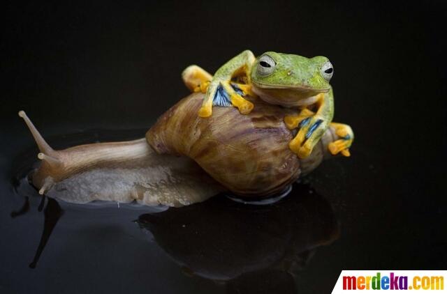 Ini Foto Siput Gendong Katak di Kalimantan Yang Gegerkan Dunia