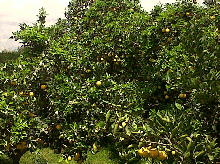 PUSAT JERUK FURISUKA