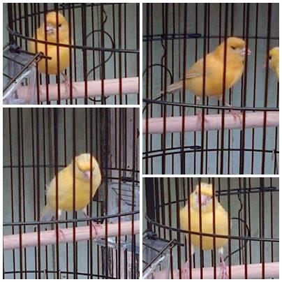 Jual kenari