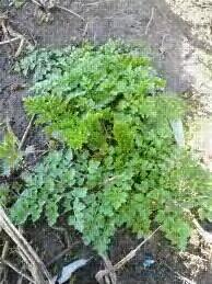 Mengungkap Misteri Mayat Tertawa di Kepulauan Sardinia