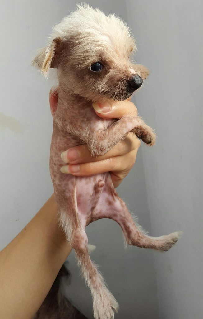 dijual anjing chinese crested