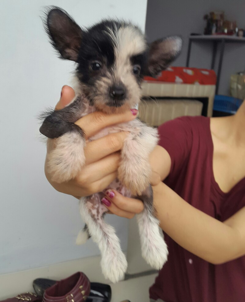 dijual anjing chinese crested
