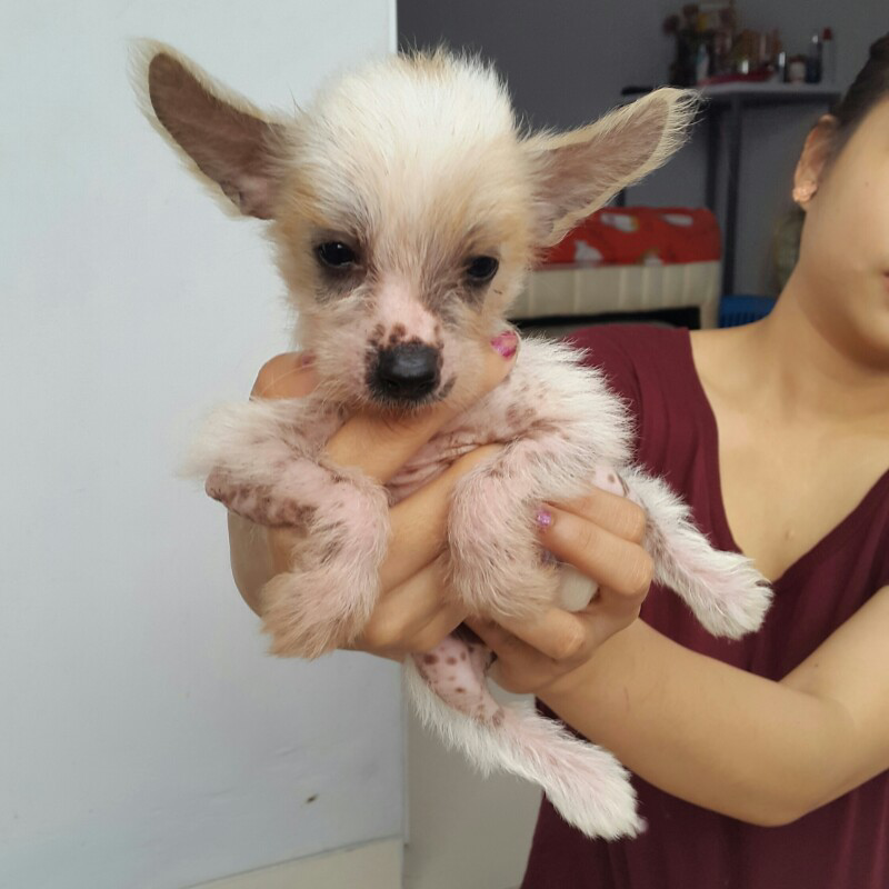 dijual anjing chinese crested