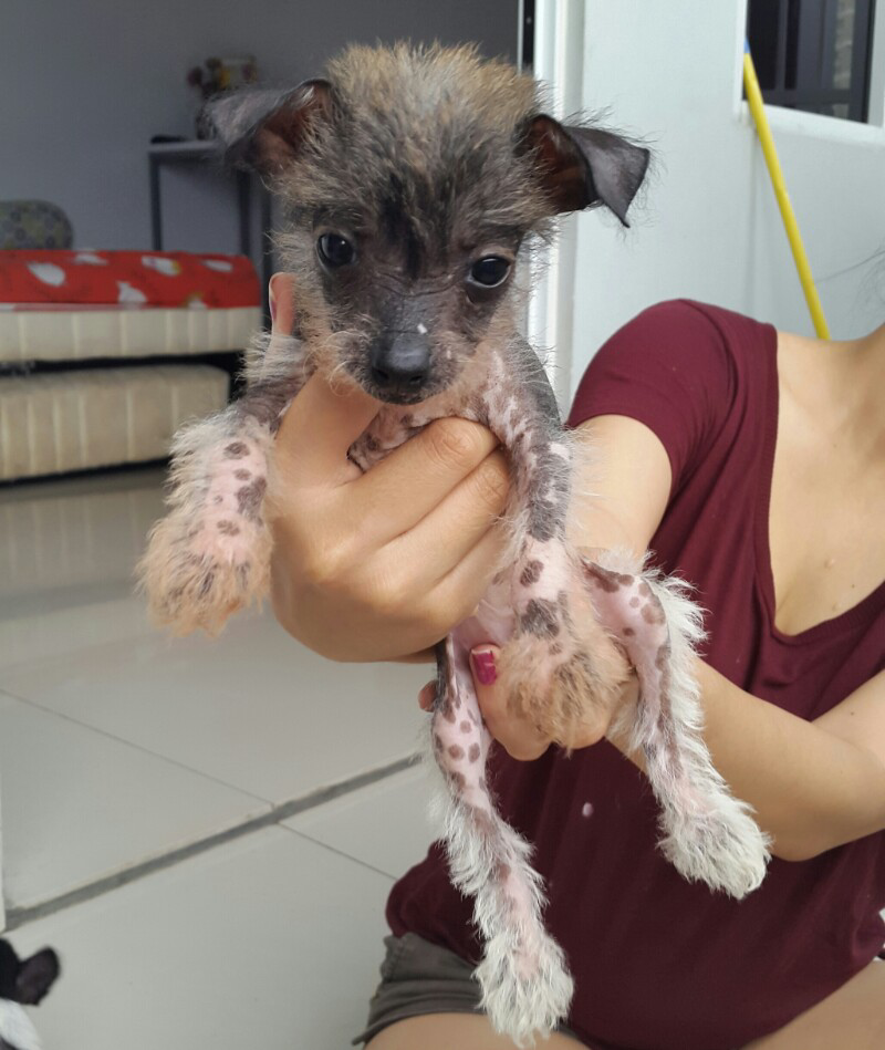 dijual anjing chinese crested