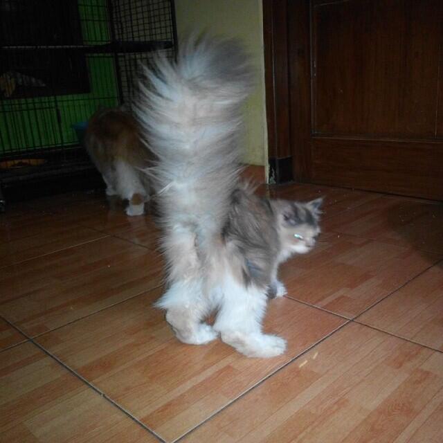 Cara Mengemukan Hewan Kesayangan Agan Khususnya Kucing