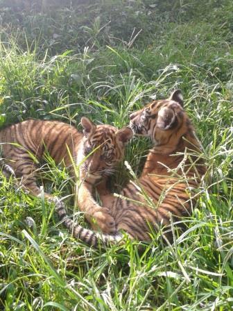 Pandeka Balang dan Mantagi, 2 bayi harimau dari Bukittingi