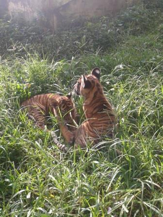 Pandeka Balang dan Mantagi, 2 bayi harimau dari Bukittingi