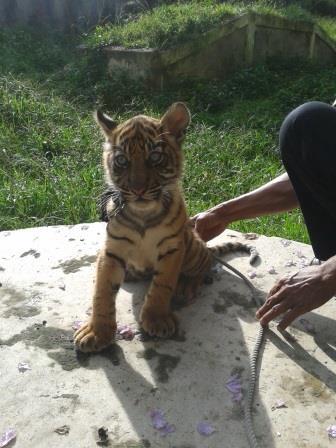 Pandeka Balang dan Mantagi, 2 bayi harimau dari Bukittingi