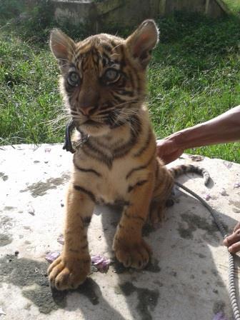 Pandeka Balang dan Mantagi, 2 bayi harimau dari Bukittingi