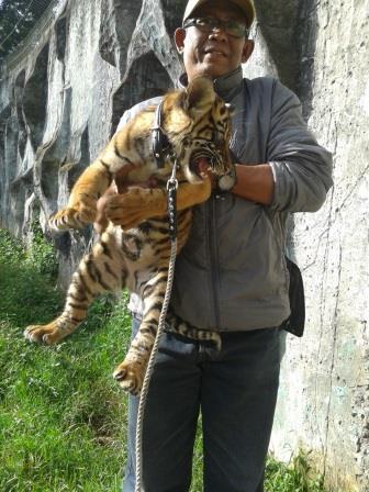 Pandeka Balang dan Mantagi, 2 bayi harimau dari Bukittingi