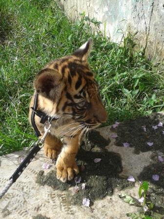 Pandeka Balang dan Mantagi, 2 bayi harimau dari Bukittingi