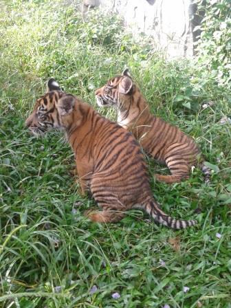 Pandeka Balang dan Mantagi, 2 bayi harimau dari Bukittingi