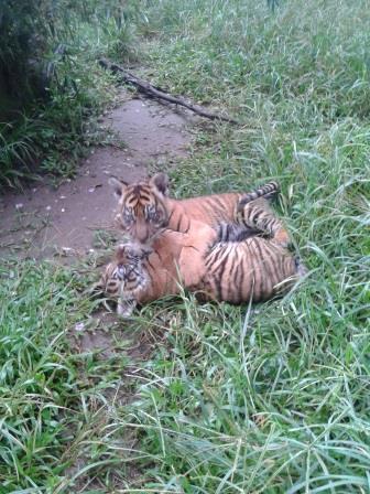 Pandeka Balang dan Mantagi, 2 bayi harimau dari Bukittingi