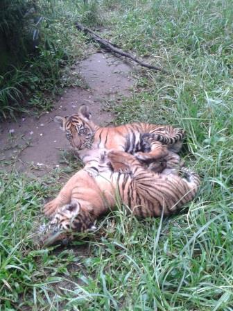 Pandeka Balang dan Mantagi, 2 bayi harimau dari Bukittingi