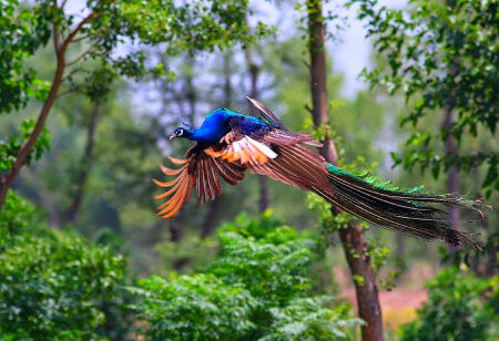 Kumpulan Fakta dan Foto-Foto Burung Merak Saat Terbang