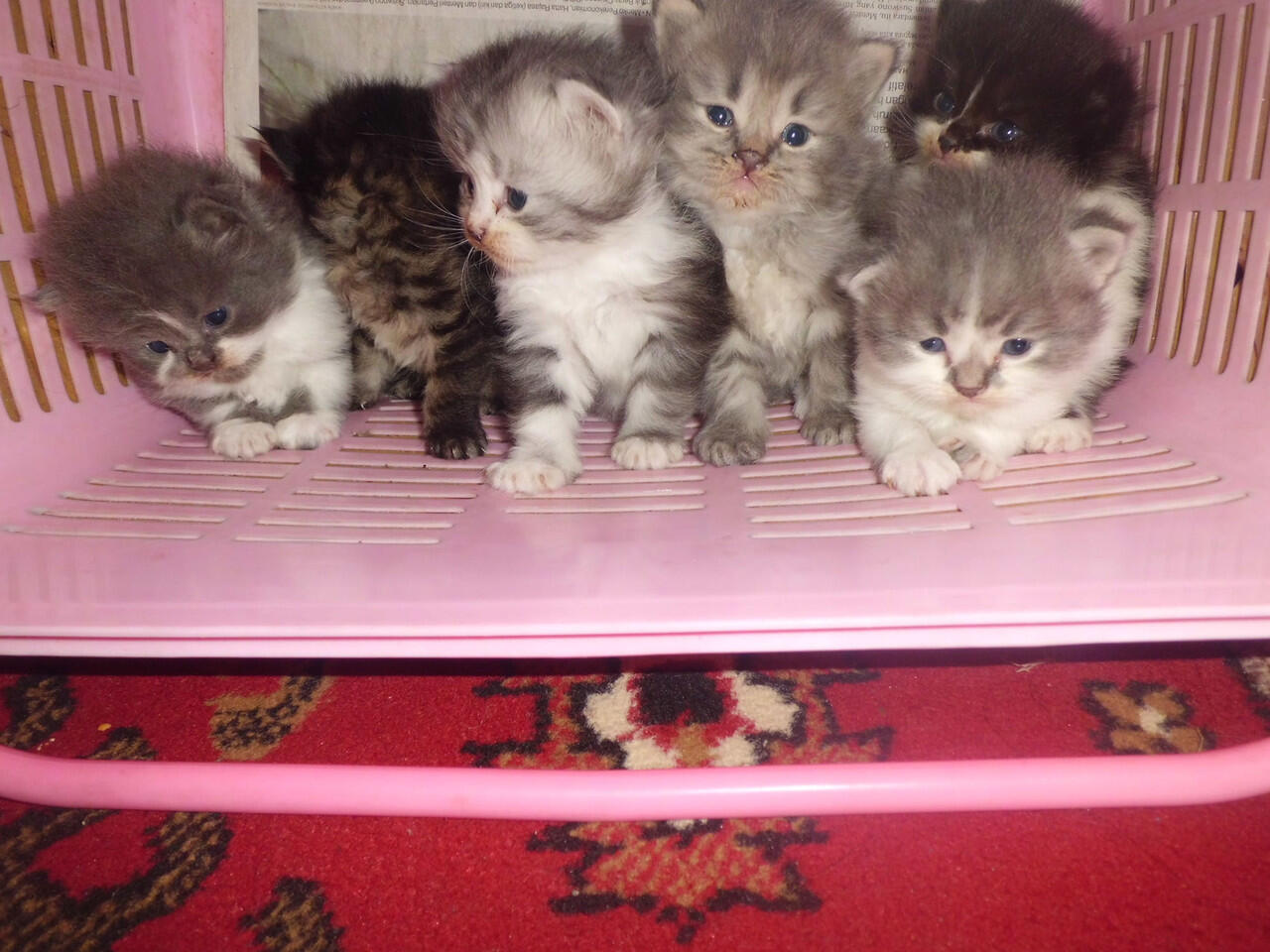 Jual JUAL 6 KITTEN PERSIA MEDIUM COD BANDUNG/JATINANGOR 