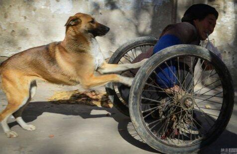 Kesetiaan anjing pada tukang sol sepatu yang lumpuh