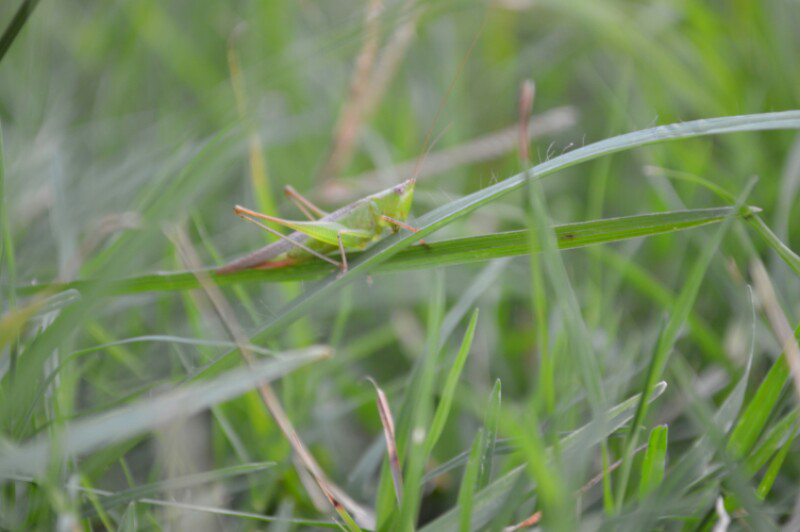 Share Hasil Jepretan Lensa Std DSLR/HP gan