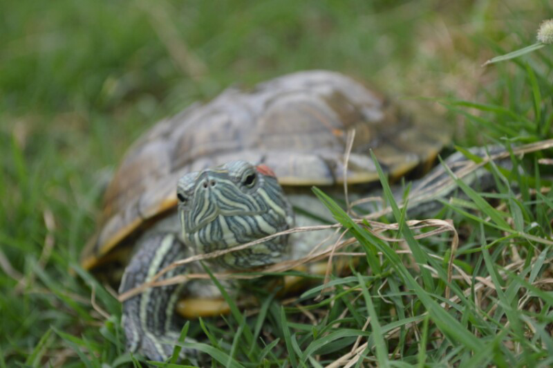Share Hasil Jepretan Lensa Std DSLR/HP gan