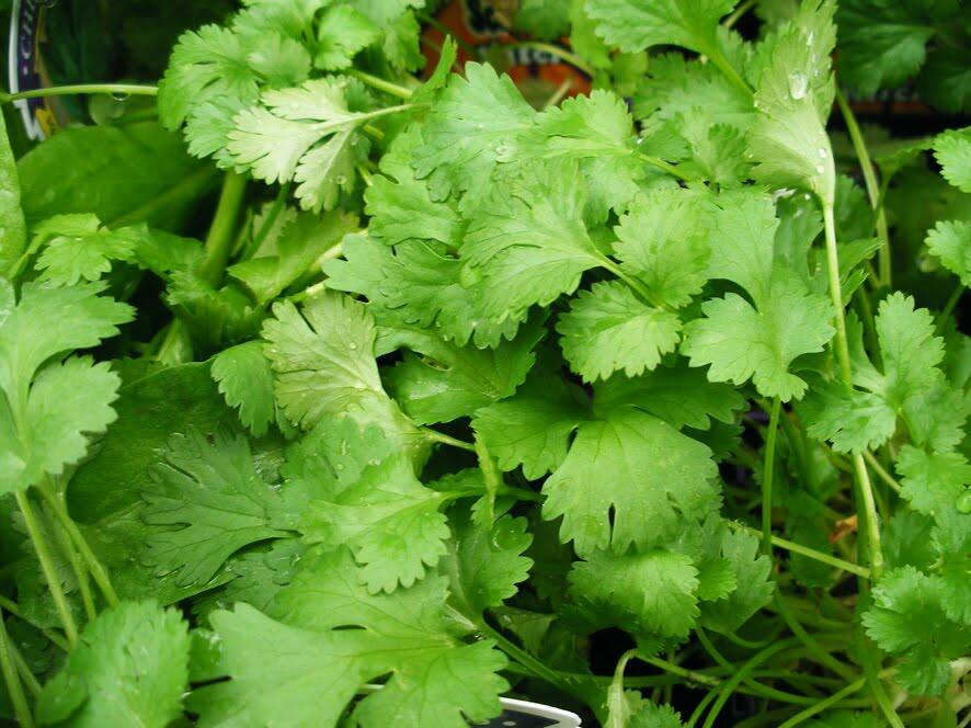 10 Manfaat Daun Ketumbar Bagi Kesehatan