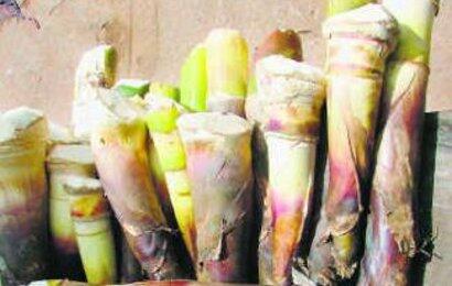 10 Manfaat Rebung Bagi Kesehatan Tubuh