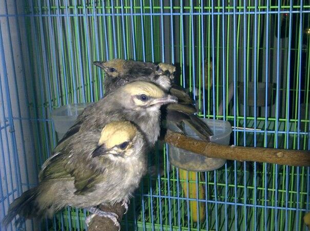 Terjual DIJUAL BURUNG iCUCAKi ROWO KENARI LOVE BIRD 